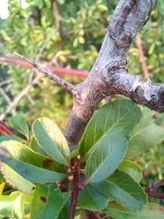 Pyracantha