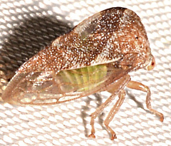 Cyrtolobus