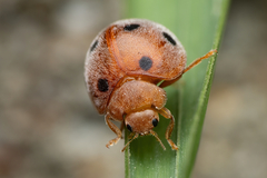 Henosepilachna vigintioctopunctata