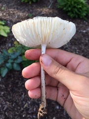 Oudemansiella limonispora