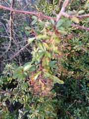 Pyracantha