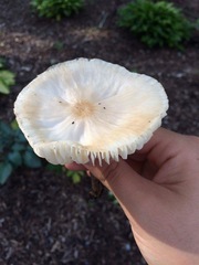 Oudemansiella limonispora