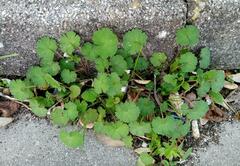 Geranium rotundifolium