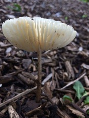 Oudemansiella limonispora