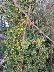 Pyracantha