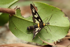 Amata edwardsii