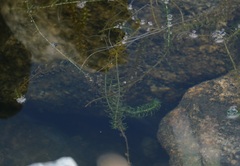 Elodea canadensis