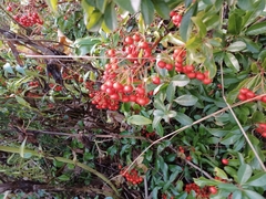 Pyracantha
