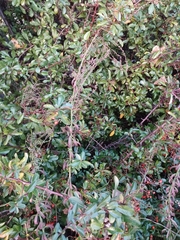 Pyracantha coccinea