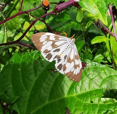 Nyctemera adversata