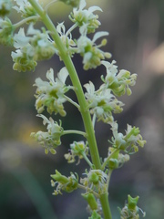 Reseda lutea