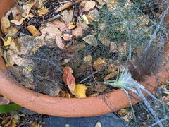 Foeniculum vulgare dulce