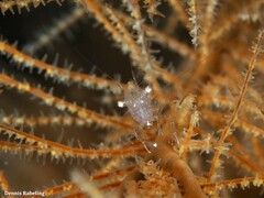 Periclimenes scriptus