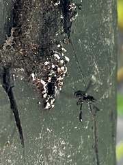 Frieseomelitta nigra