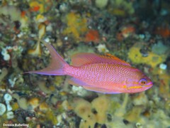 Anthias anthias