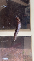 Megapallifera mutabilis