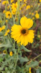 Verbesina encelioides