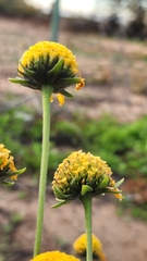 Verbesina encelioides