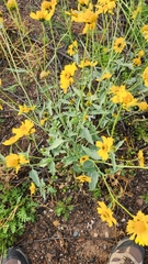 Verbesina encelioides