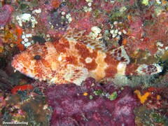 Scorpaena canariensis