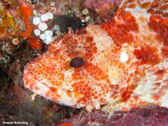 Scorpaena canariensis
