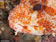 Scorpaena canariensis