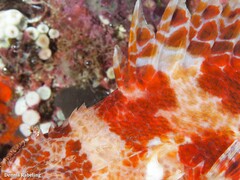 Scorpaena canariensis