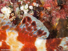 Scorpaena canariensis
