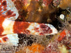 Scorpaena canariensis