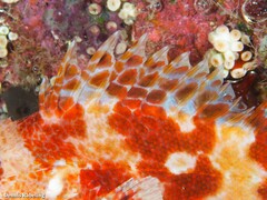 Scorpaena canariensis