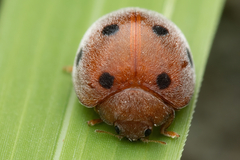Henosepilachna vigintioctopunctata