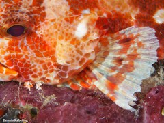 Scorpaena canariensis