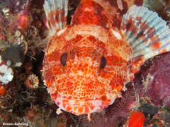 Scorpaena canariensis