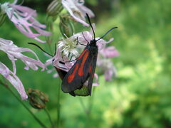 Zygaena osterodensis
