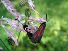 Zygaena osterodensis