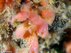 Haliclona mediterranea