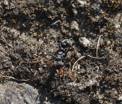 Myrmecia haskinsorum