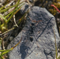 Myrmecia haskinsorum