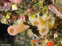 Haliclona mediterranea