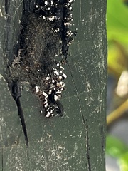 Frieseomelitta nigra