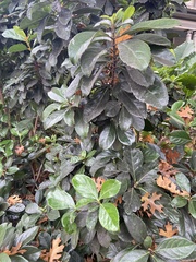 Eriobotrya japonica