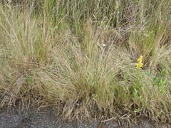 Fimbristylis castanea