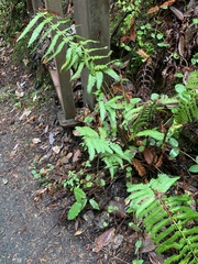 Polystichum californicum × munitum