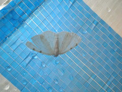 Lomographa bimaculata