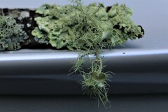 Usnea intermedia