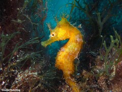 Hippocampus hippocampus