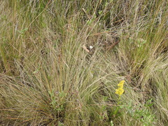 Fimbristylis castanea