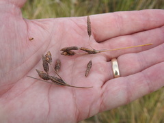 Fimbristylis castanea