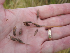 Fimbristylis castanea