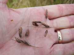 Fimbristylis castanea